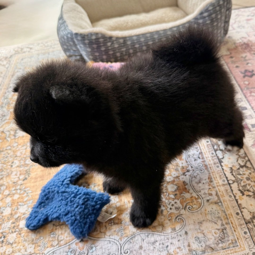 Meet Tux
