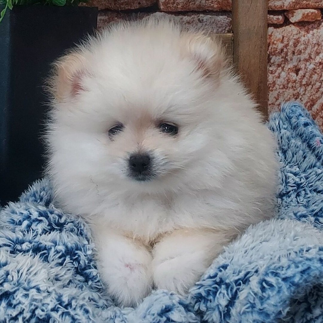 Meet Everett