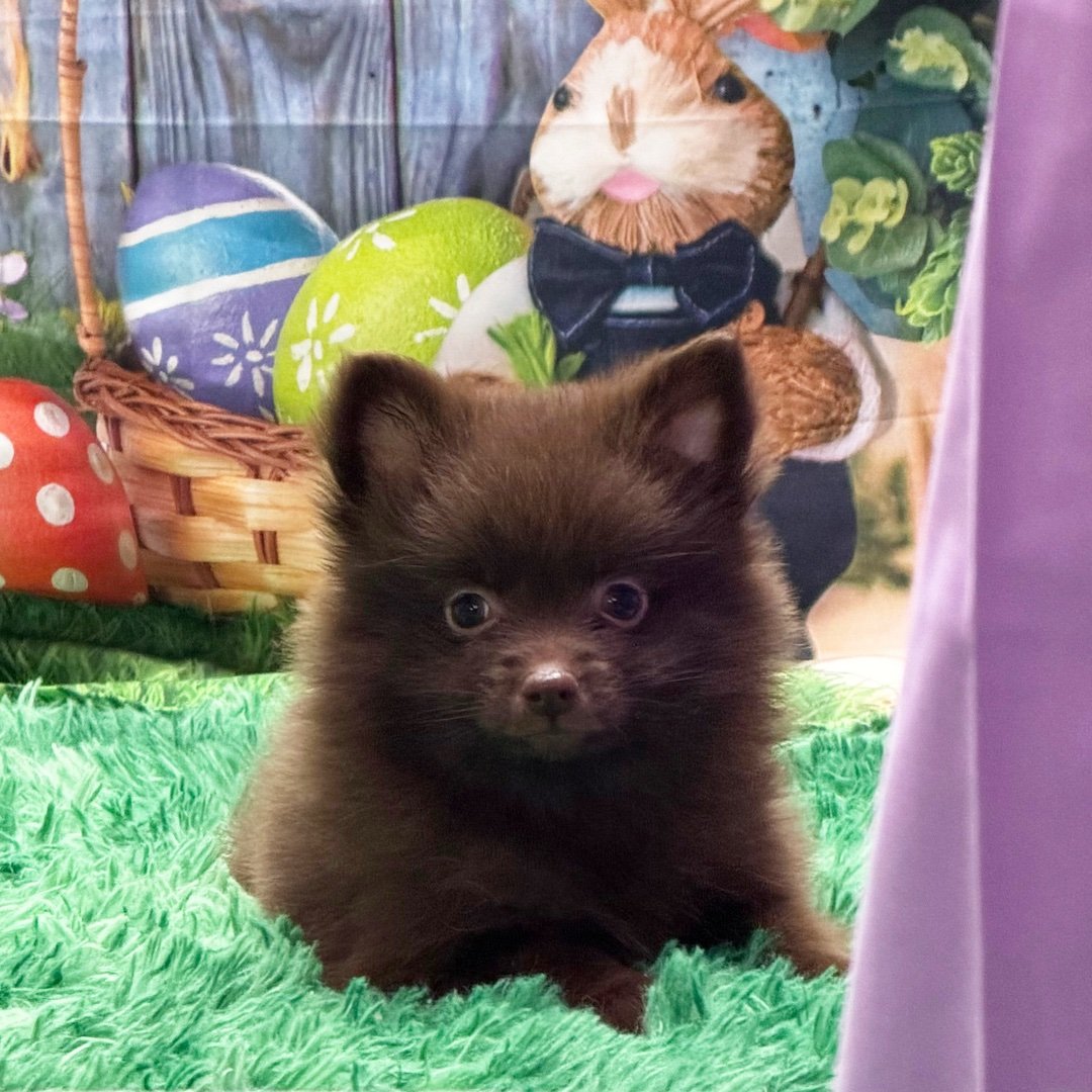 Meet Trudy