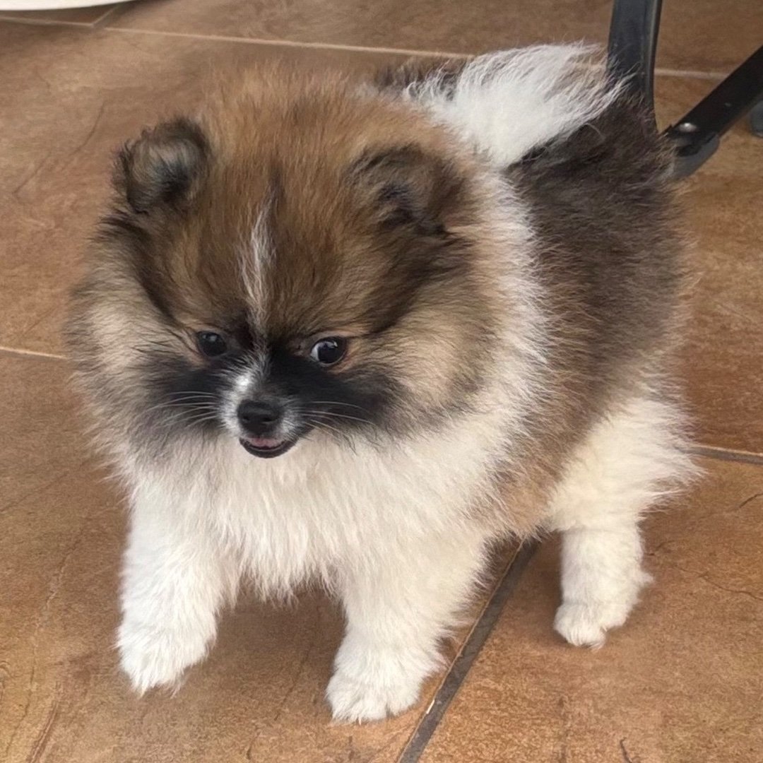 Meet Pebble