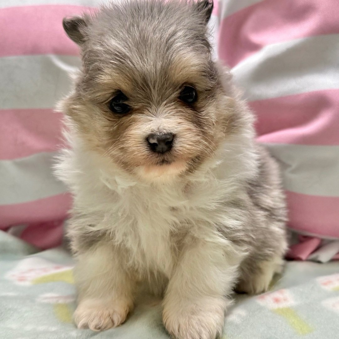 Meet Bella