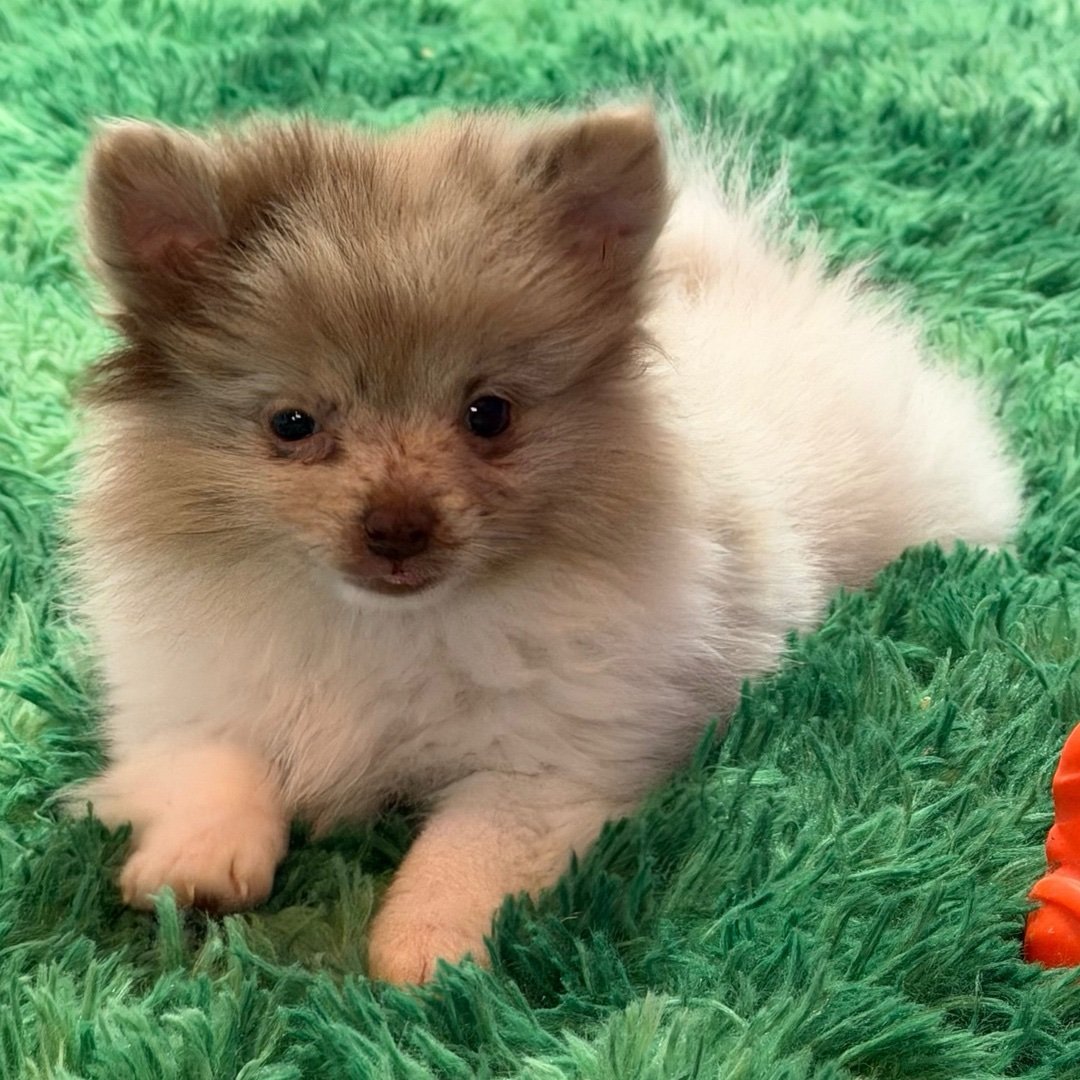 Meet Skittles