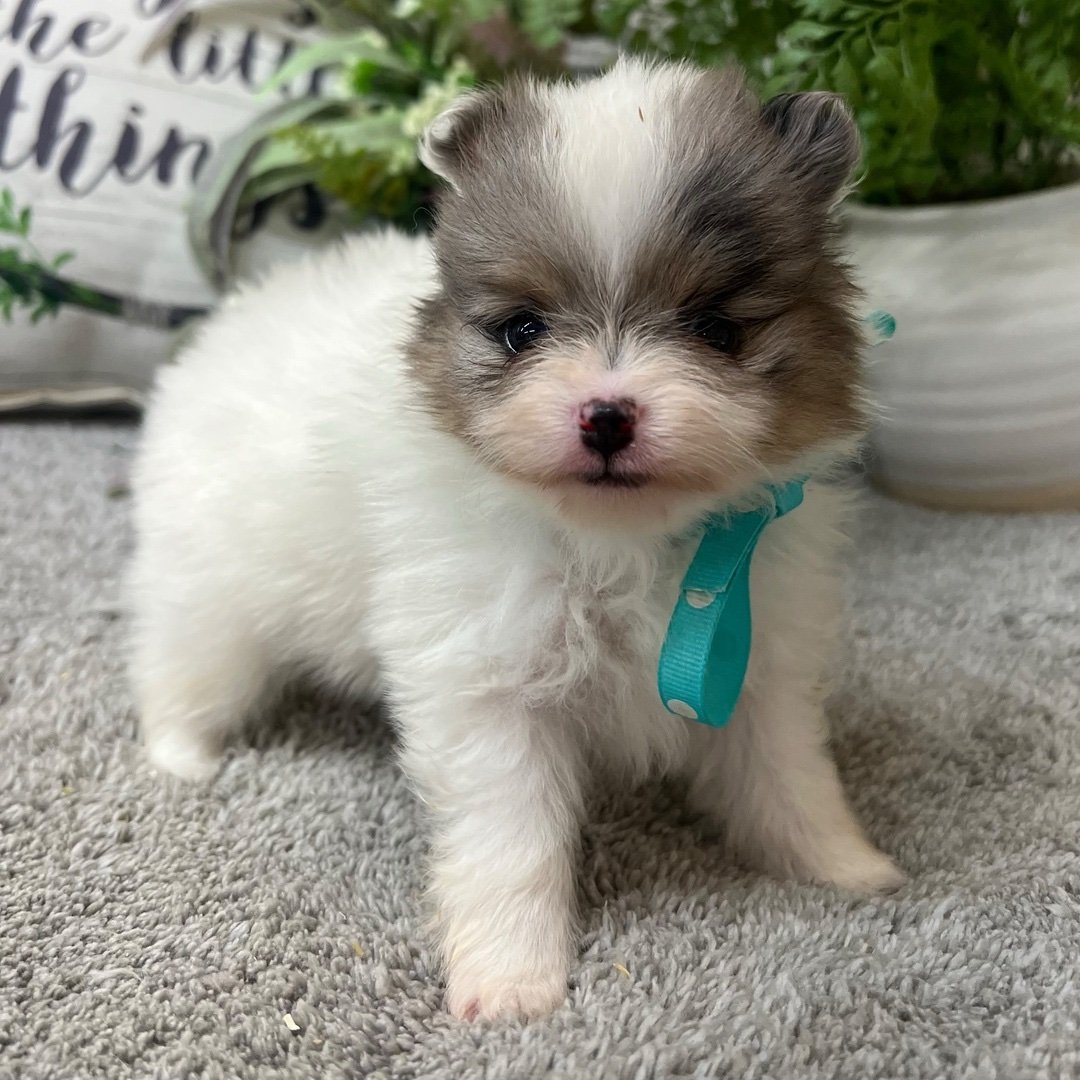 Meet Sony